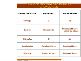 Sistema Respiratorio
                                   DIFERENCIA ENTRE BRONQUIO Y
                                           BRONQUIOLO

                  CARACTERÍSTICA             BRONQUIO            BRONQUIOLO
     Sistema


Fosas Nasales               Cartílago              Si                  No
     Faringe


     Laringe                                                    Monoestratificado
                              Epitelio        Respiratorio
                                                                  cilíndrico ciliado
     Tráquea


   Bronquios
                           Glándulas               Si                  No
 Bronquiolos


   Pulmones
                         Localización       Extralobulillares    Intralobulillares
    Fisiología


                            Diámetro        Entre 5 a 2 mm       Menos de 1 mm


                 Anatomía y Fisiología                                               46
 