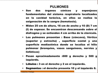 Sistema Respiratorio

                                          PULMONES
                  •     Son   dos    órganos    cónicos   y    esponjosos
                        fundamentales del sistema respiratorio localizados
     Sistema
                        en la cavidad torácica, en ellos se realiza la
                        oxigenación de la sangre (hematosis).
Fosas Nasales
                  •     Miden 25 cm de altura, 16 cm de ancho y 10 (D) 7 cm
     Faringe            (I) de espesor. Se encuentran descansando sobre el
     Laringe
                        diafragma y se extienden 4 cm arriba de la clavícula.
                  •     Los pulmones presentan : Base (cóncava), Vértice
     Tráquea
                        (superior y estrecha) , superficie costal y una
   Bronquios
                        superficie mediastínica donde se localiza el hilio
 Bronquiolos            pulmonar (bronquios, vasos sanguíneos, nervios y
                        linfáticos)
   Pulmones
                  •     Pesan aproximadamente :600 g derecho y 500 g
    Fisiología
                        izquierdo.
                  •     Lóbulos : 3 en el derecho y 2 en el izquierdo.
                  • Segmentos : el derecho presenta 10 y el izquierdo 8.
                 Anatomía y Fisiología                                          47
 