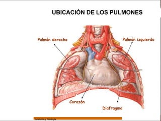 Sistema Respiratorio

                                 UBICACIÓN DE LOS PULMONES


     Sistema


Fosas Nasales      Pulmón derecho                              Pulmón izquierdo

     Faringe


     Laringe


     Tráquea


   Bronquios


 Bronquiolos


   Pulmones


    Fisiología
                                         Corazón
                                                   Diafragma

                 Anatomía y Fisiología                                            48
 