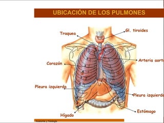 Sistema Respiratorio

                                 UBICACIÓN DE LOS PULMONES

                                                    Gl. tiroides
     Sistema
                                         Traquea
Fosas Nasales


     Faringe


     Laringe
                                                          Arteria aorta
     Tráquea
                           Corazón

   Bronquios


 Bronquiolos
                 Pleura izquierda
   Pulmones
                                                        Pleura izquierda
    Fisiología



                                                          Estómago
                                         Hígado
                 Anatomía y Fisiología                                 49
 