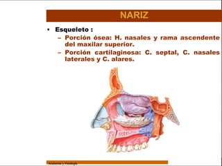 Sistema Respiratorio

                                         NARIZ
                 • Esqueleto :
                    – Porción ósea: H. nasales y rama ascendente
     Sistema          del maxilar superior.
Fosas Nasales
                    – Porción cartilaginosa: C. septal, C. nasales
                      laterales y C. alares.
     Faringe


     Laringe


     Tráquea


   Bronquios


 Bronquiolos


   Pulmones


    Fisiología




                 Anatomía y Fisiología                                5
 
