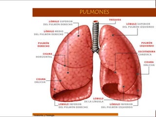 Sistema Respiratorio

                                         PULMONES


     Sistema


Fosas Nasales


     Faringe


     Laringe


     Tráquea


   Bronquios


 Bronquiolos


   Pulmones


    Fisiología




                 Anatomía y Fisiología                              50
 