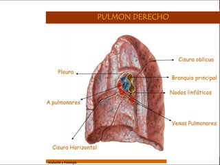 Sistema Respiratorio

                                         PULMON DERECHO


     Sistema


Fosas Nasales
                                                             Cisura oblicua
     Faringe
                        Pleura
     Laringe                                              Bronquio principal
     Tráquea
                                                          Nodos linfáticos
   Bronquios
                 A.pulmonares
 Bronquiolos


   Pulmones
                                                          Venas Pulmonares
    Fisiología



                    Cisura Horizontal

                 Anatomía y Fisiología                                       51
 