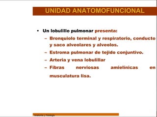 Sistema Respiratorio

                            UNIDAD ANATOMOFUNCIONAL

     Sistema       • Un lobulillo pulmonar presenta:
Fosas Nasales              – Bronquiolo terminal y respiratorio, conducto
     Faringe
                             y saco alveolares y alveolos.

     Laringe
                           – Estroma pulmonar de tejido conjuntivo.

     Tráquea
                           – Arteria y vena lobulillar
                           – Fibras       nerviosas      amielínicas         en
   Bronquios


 Bronquiolos
                                musculatura lisa.

   Pulmones


    Fisiología




                 Anatomía y Fisiología                                         52
 