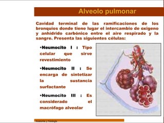 Sistema Respiratorio

                                                   Alveolo pulmonar
                 Cavidad terminal de las ramificaciones de los
                 bronquios donde tiene lugar el intercambio de oxigeno
     Sistema
                 y anhídrido carbónico entre el aire respirado y la
                 sangre. Presenta las siguientes células:
Fosas Nasales


     Faringe
                    •Neumocito           I     :       Tipo
                    celular   que                  sirve
     Laringe
                    revestimiento
     Tráquea
                    •Neumocito II : Se
   Bronquios        encarga de sintetizar
 Bronquiolos        la                   sustancia
                    surfactante
   Pulmones
                    •Neumocito           III       :    Es
    Fisiología
                    considerado                          el
                    macrófago alveolar


                 Anatomía y Fisiología                                           53
 