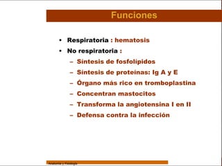 Sistema Respiratorio

                                            Funciones

     Sistema
                        • Respiratoria : hematosis
                        • No respiratoria :
Fosas Nasales
                                – Síntesis de fosfolípidos
     Faringe
                                – Síntesis de proteínas: Ig A y E
     Laringe
                                – Órgano más rico en tromboplastina
     Tráquea
                                – Concentran mastocitos
   Bronquios
                                – Transforma la angiotensina I en II
 Bronquiolos
                                – Defensa contra la infección
   Pulmones


    Fisiología




                 Anatomía y Fisiología                                              54
 