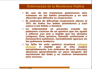 Sistema Respiratorio

                             Enfermedad de la Membrana Hialina
                    • Es uno de los trastornos pulmonares más
                      comunes en los bebés prematuros y es una
     Sistema          afección que dificulta su respiración.
                    • El síndrome de dificultad respiratoria afecta al
Fosas Nasales         10% de todos los bebés prematuros y casi
                      nunca a los bebés a término.
     Faringe
                    • La enfermedad se presenta cuando los
     Laringe          pulmones carecen de un químico que los ayuda
                      a inflarse con aire e impide que los alvéolos
     Tráquea          colapsen. Este químico, llamado surfactante o
                      tensioactivo pulmonar, normalmente aparece en
   Bronquios          los pulmones maduros.
                    • La falta de este químico ocasiona colapso
 Bronquiolos
                      alveolar e impide que el niño respire
                      apropiadamente. Los síntomas de esta afección
   Pulmones
                      aparecen generalmente un poco después del
    Fisiología
                      nacimiento del bebé y se vuelven lentamente
                      más severos.



                 Anatomía y Fisiología                                     55
 