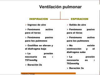 Sistema Respiratorio

                                         Ventilación pulmonar

     Sistema                 INSPIRACION                ESPIRACION

Fosas Nasales          Ingreso de aire               Salida de aire

     Faringe           Fenómeno            activo    Fenómeno         pasivo
                      para el torax                  para el tórax
     Laringe
                       Fenómeno           pasivo     Fenómeno         activo
     Tráquea
                      para los pulmones              para los pulmones
   Bronquios           Costillas se elevan y         No               existe
                      el diafragma baja              contracción        y   el
 Bronquiolos
                                                     diafragma sube
                       La                 presión
   Pulmones
                      necesaria           es     :    La             presión
    Fisiología        757mmHg                        necesaria       es       :
                                                     763mmHg
                       Duración 2s
                                                      Duración 3s

                 Anatomía y Fisiología                                            57
 