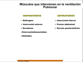 Sistema Respiratorio
                   Músculos que intervienen en la ventilación
                                  Pulmonar

     Sistema              INSPIRATORIOS           ESPIRATORIOS

Fosas Nasales          Diafragma                Intercostal interno

     Faringe           Intercostal externo      Prensa abdominal

     Laringe           Escalenos                Serrato posteroinferior

     Tráquea
                      Esternocleidomastoideo

                      Deltoides
   Bronquios


 Bronquiolos


   Pulmones


    Fisiología




                 Anatomía y Fisiología                                      58
 