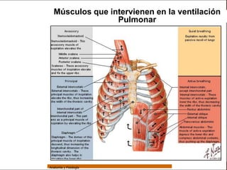 Sistema Respiratorio
                   Músculos que intervienen en la ventilación
                                  Pulmonar

     Sistema


Fosas Nasales


     Faringe


     Laringe


     Tráquea


   Bronquios


 Bronquiolos


   Pulmones


    Fisiología




                 Anatomía y Fisiología                             59
 
