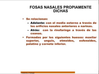 Sistema Respiratorio

                              FOSAS NASALES PROPIAMENTE
                                       DICHAS
     Sistema      • Se relacionan:
                     – Adelante: con el medio externo a través de
Fosas Nasales
                       los orificios nasales anteriores o narinas.
     Faringe         – Atrás: con la rinofaringe a través de las
     Laringe
                       coanas.
                  • Formadas por los siguientes huesos: maxilar
     Tráquea
                    superior,    unguis,   etmoides,     esfenoides,
   Bronquios        palatino y cornete inferior.
 Bronquiolos


   Pulmones


    Fisiología




                 Anatomía y Fisiología                                  6
 