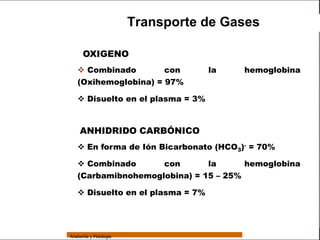 Sistema Respiratorio

                                         Transporte de Gases

                       OXIGENO
     Sistema
                     Combinado        con          la   hemoglobina
Fosas Nasales       (Oxihemoglobina) = 97%
     Faringe
                     Disuelto en el plasma = 3%
     Laringe


     Tráquea
                      ANHIDRIDO CARBÓNICO
   Bronquios
                     En forma de Ión Bicarbonato (HCO3)- = 70%
 Bronquiolos
                     Combinado      con       la      hemoglobina
   Pulmones         (Carbamibnohemoglobina) = 15 – 25%

    Fisiología       Disuelto en el plasma = 7%




                 Anatomía y Fisiología                                     60
 