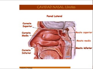 Sistema Respiratorio

                                         CAVIDAD NASAL: Límites

                                              Pared Lateral
     Sistema


Fosas Nasales       Cornete
                    Superior
     Faringe


     Laringe       Cornete                                    Meato superior
     Tráquea
                   Medio

   Bronquios                                                      Meato medio

 Bronquiolos
                                                                  Meato inferior
   Pulmones        Cornete
                   Inferior
    Fisiología




                 Anatomía y Fisiología                                        7
 