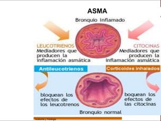 Sistema Respiratorio

                                         ASMA

     Sistema


Fosas Nasales


     Faringe


     Laringe


     Tráquea


   Bronquios


 Bronquiolos


   Pulmones


    Fisiología




                 Anatomía y Fisiología                          70
 
