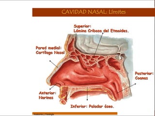 Sistema Respiratorio

                                         CAVIDAD NASAL: Límites

                                             Superior:
     Sistema                                 Lámina Cribosa del Etmoides.
Fosas Nasales


     Faringe
                   Pared medial:
     Laringe
                   Cartílago Nasal

     Tráquea


   Bronquios
                                                                             Posterior:
 Bronquiolos                                                                 Coanas
   Pulmones


    Fisiología        Anterior:
                      Narinas

                                            Inferior: Paladar óseo.
                 Anatomía y Fisiología                                                 8
 