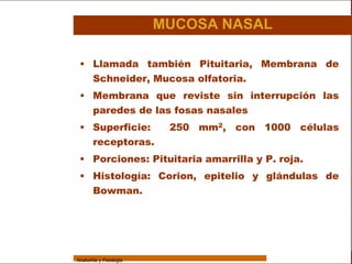 Sistema Respiratorio

                                         MUCOSA NASAL

     Sistema
                  • Llamada también Pituitaria, Membrana de
                    Schneider, Mucosa olfatoria.
Fosas Nasales
                  • Membrana que reviste sin interrupción las
     Faringe
                    paredes de las fosas nasales
     Laringe
                  • Superficie:           250 mm2, con 1000 células
     Tráquea        receptoras.
   Bronquios      • Porciones: Pituitaria amarrilla y P. roja.
 Bronquiolos      • Histología: Corion, epitelio y glándulas de
   Pulmones         Bowman.

    Fisiología




                 Anatomía y Fisiología                                    9
 