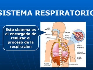 SISTEMA RESPIRATORIO
Este sistema es
el encargado de
realizar el
proceso de la
respiración
 