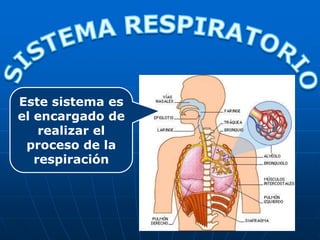 SISTEMA RESPIRATORIO Este sistema es el encargado de realizar el proceso de la respiración 