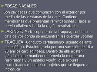 FOSAS NASALES: Son cavidades que comunican con el exterior por medio de las ventanas de la nariz. Contiene membranas que presentan ramificaciones : Hacia el nervio olfativo y hacia la región respiratoria. LARINGE:  Parte superior de la tráquea, contiene la caja de voz donde se encuentran las cuerdas vocales TRÁQUEA:  Conducto cartilaginoso  situado delante del esófago. Está integrada por una sucesión de 16 a 20 anillos cartilaginosos. Dentro de ella existen glándulas que mantienen húmeda la membrana respiratoria y un epitelio vibrátil que expulsa mucosidades o pequeños objetos que se lleguen a introducir.  