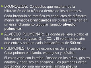 BRONQUIOS:  Conductos que resultan de la bifurcación de la tráquea dentro de los pulmones.  Cada bronquio se ramifica en conductos de diámetro menor llamados  bronquiolos  los cuales terminan en un ensanchamiento globular llamado  alvéolo pulmonar ALVEOLO PULMONAR:  Es donde se lleva a cabo el intercambio de gases O 2  a CO 2  . El volúmen de aire que entra y sale en cada inhalación es de 500 ml. PULMONES:  Organos escenciales de la respiración. Cada pulmón es blando, esponjoso y elástico.  El color varía con la edad: Rosado en los niños, gris en adultos y negruzco en ancianos. Los pulmones están protegidos por una membrana llamada  pleura . 