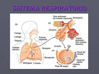 Sistema respiratorio 