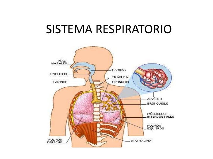 Sistema respiratorio...
