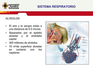 SISTEMA RESPIRATORIO


ALVEOLOS:

• El aire y la sangre están a
  una distancia de 0.5 micras
• Separados por el epitelio
  alveolar y el endotelio
  capilar
• 300 millones de alvéolos
• 70 m2de superficie alveolar
  en     contacto   con     los
  capilares
 