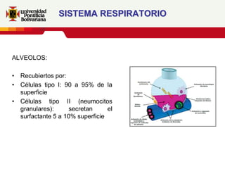 SISTEMA RESPIRATORIO



ALVEOLOS:

• Recubiertos por:
• Células tipo I: 90 a 95% de la
  superficie
• Células tipo II (neumocitos
  granulares):      secretan     el
  surfactante 5 a 10% superficie
 