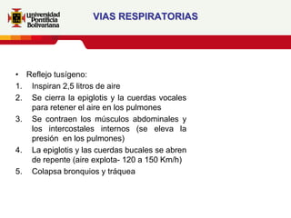 VIAS RESPIRATORIAS




• Reflejo tusígeno:
1. Inspiran 2,5 litros de aire
2. Se cierra la epiglotis y la cuerdas vocales
   para retener el aire en los pulmones
3. Se contraen los músculos abdominales y
   los intercostales internos (se eleva la
   presión en los pulmones)
4. La epiglotis y las cuerdas bucales se abren
   de repente (aire explota- 120 a 150 Km/h)
5. Colapsa bronquios y tráquea
 