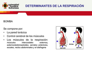 DETERMINANTES DE LA RESPIRACIÓN



BOMBA

Se compone por:
• La pared torácica
• Control cerebral de los músculos
• Los músculos de la respiración:
  músculos         intercostales      externos,
  esternocleidomastoideo, serratos anteriores,
  escales, rectos abdominales y el diafragma
 