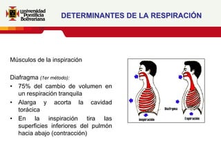 DETERMINANTES DE LA RESPIRACIÓN




Músculos de la inspiración

Diafragma (1er método):
• 75% del cambio de volumen en
   un respiración tranquila
• Alarga y acorta la cavidad
   torácica
• En la inspiración tira las
   superficies inferiores del pulmón
   hacia abajo (contracción)
 