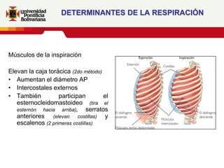 DETERMINANTES DE LA RESPIRACIÓN




Músculos de la inspiración

Elevan la caja torácica (2do método)
• Aumentan el diámetro AP
• Intercostales externos
• También          participan          el
   esternocleidomastoideo (tira el
   esternón hacia arriba),      serratos
   anteriores (elevan costillas) y
   escalenos (2 primeras costillas)
 