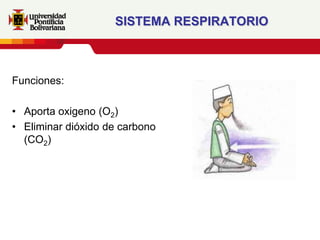 SISTEMA RESPIRATORIO



Funciones:

• Aporta oxigeno (O2)
• Eliminar dióxido de carbono
  (CO2)
 