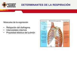 DETERMINANTES DE LA RESPIRACIÓN




Músculos de la espiración

• Relajación del diafragma
• Intercostales internos
• Propiedad elástica del pulmón
 