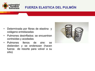 FUERZA ELASTICA DEL PULMÓN




• Determinada por fibras de elastina y
  colágeno entrelazadas
• Pulmones desinflados: se encuentran
  contraídas y acodadas
• Pulmones llenos de aire: se
  distienden y se enderezan (hacen
  fuerza de resorte para volver a su
  sitio)
 