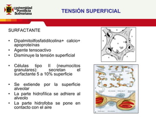 TENSIÓN SUPERFICIAL


SURFACTANTE

• Dipalmitoilfosfatidilcolina+ calcio+
  apoproteínas
• Agente tensoactivo
• Disminuye la tensión superficial

• Células tipo II (neumocitos
  granulares):      secretan     el
  surfactante 5 a 10% superficie

• Se extiende por la superficie
  alveolar
• La parte hidrofílica se adhiere al
  alveolo
• La parte hidrofoba se pone en
  contacto con el aire
 