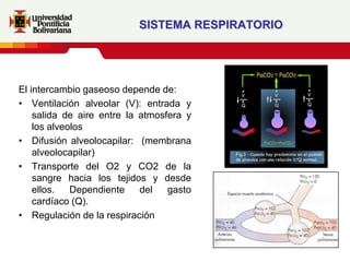 SISTEMA RESPIRATORIO




El intercambio gaseoso depende de:
• Ventilación alveolar (V): entrada y
    salida de aire entre la atmosfera y
    los alveolos
• Difusión alveolocapilar: (membrana
    alveolocapilar)
• Transporte del O2 y CO2 de la
    sangre hacia los tejidos y desde
    ellos.   Dependiente    del   gasto
    cardíaco (Q).
• Regulación de la respiración
 
