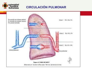 CIRCULACIÓN PULMONAR
 