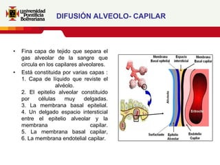 DIFUSIÓN ALVEOLO- CAPILAR



•   Fina capa de tejido que separa el
    gas alveolar de la sangre que
    circula en los capilares alveolares.
•   Está constituida por varias capas :
    1. Capa de líquido que reviste el
                   alvéolo.
    2. El epitelio alveolar constituido
    por     células    muy     delgadas.
    3. La membrana basal epitelial.
    4. Un delgado espacio intersticial
    entre el epitelio alveolar y la
    membrana                     capilar.
    5. La membrana basal capilar,
    6. La membrana endotelial capilar.
 