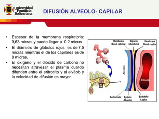DIFUSIÓN ALVEOLO- CAPILAR



•   Espesor de la membrana respiratoria:
    0,63 micras y puede llegar a 0,2 micras
•   El diámetro de glóbulos rojos es de 7,5
    micras mientras el de los capilares es de
    8 micras.
•   El oxígeno y el dióxido de carbono no
    necesitan atravesar el plasma cuando
    difunden entre el eritrocito y el alvéolo y
    la velocidad de difusión es mayor.
 