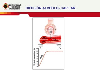 DIFUSIÓN ALVEOLO- CAPILAR
 