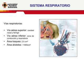 SISTEMA RESPIRATORIO




Vías respiratorias

• Vía aérea superior: cavidad
   nasal y faringe
• Vía aérea inferior:      zona de
   conducción y respiratoria
• Área traquea: 2.5 cm2
• Área alvéolos: 11800cm2
 