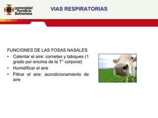 VIAS RESPIRATORIAS




FUNCIONES DE LAS FOSAS NASALES
• Calentar el aire: cornetes y tabiques (1
  grado por encima de la T° corporal)
• Humidificar el aire
• Filtrar el aire: acondicionamiento de
  aire
 