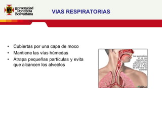 VIAS RESPIRATORIAS




• Cubiertas por una capa de moco
• Mantiene las vías húmedas
• Atrapa pequeñas partículas y evita
  que alcancen los alveolos
 