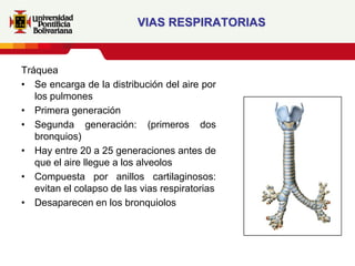 VIAS RESPIRATORIAS


Tráquea
• Se encarga de la distribución del aire por
   los pulmones
• Primera generación
• Segunda generación: (primeros dos
   bronquios)
• Hay entre 20 a 25 generaciones antes de
   que el aire llegue a los alveolos
• Compuesta por anillos cartilaginosos:
   evitan el colapso de las vias respiratorias
• Desaparecen en los bronquiolos
 