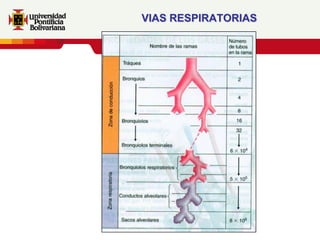 VIAS RESPIRATORIAS
 