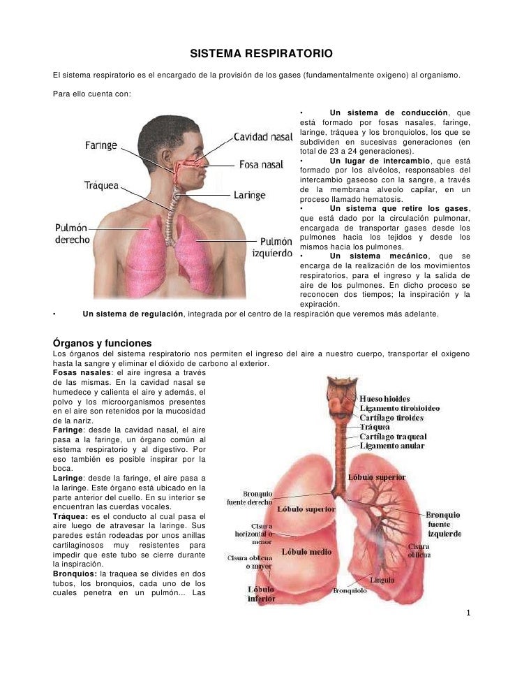 Sistema respiratorio