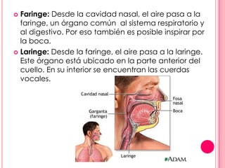  Faringe: Desde la cavidad nasal, el aire pasa a la
  faringe, un órgano común al sistema respiratorio y
  al digestivo. Por eso también es posible inspirar por
  la boca.
 Laringe: Desde la faringe, el aire pasa a la laringe.
  Este órgano está ubicado en la parte anterior del
  cuello. En su interior se encuentran las cuerdas
  vocales.
 