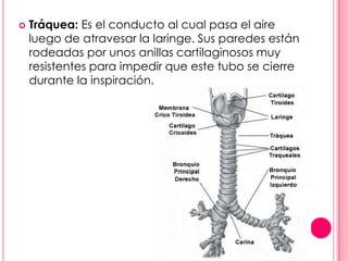    Tráquea: Es el conducto al cual pasa el aire
    luego de atravesar la laringe. Sus paredes están
    rodeadas por unos anillas cartilaginosos muy
    resistentes para impedir que este tubo se cierre
    durante la inspiración.
 