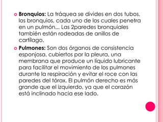  Bronquios: La tráquea se divides en dos tubos,
  los bronquios, cada uno de los cuales penetra
  en un pulmón... Las 2paredes bronquiales
  también están rodeadas de anillos de
  cartílago.
 Pulmones: Son dos órganos de consistencia
  esponjosa, cubiertos por la pleura, una
  membrana que produce un líquido lubricante
  para facilitar el movimiento de los pulmones
  durante la respiración y evitar el roce con las
  paredes del tórax. El pulmón derecho es más
  grande que el izquierdo, ya que el corazón
  está inclinado hacia ese lado.
 